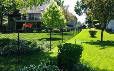 Dog Fence Installer Near Me
