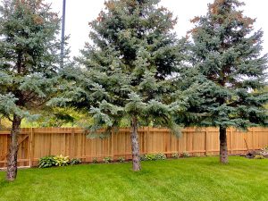 Fence Installation Without Tearing Up My Yard MN